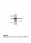 FBXO7 antibody - middle region